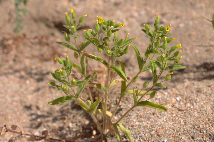 False Monkeyflower is a small forb that grows up to 12 inches tall (usually much less). The genus is monotypic with 1 species. Mimetanthe pilosa 